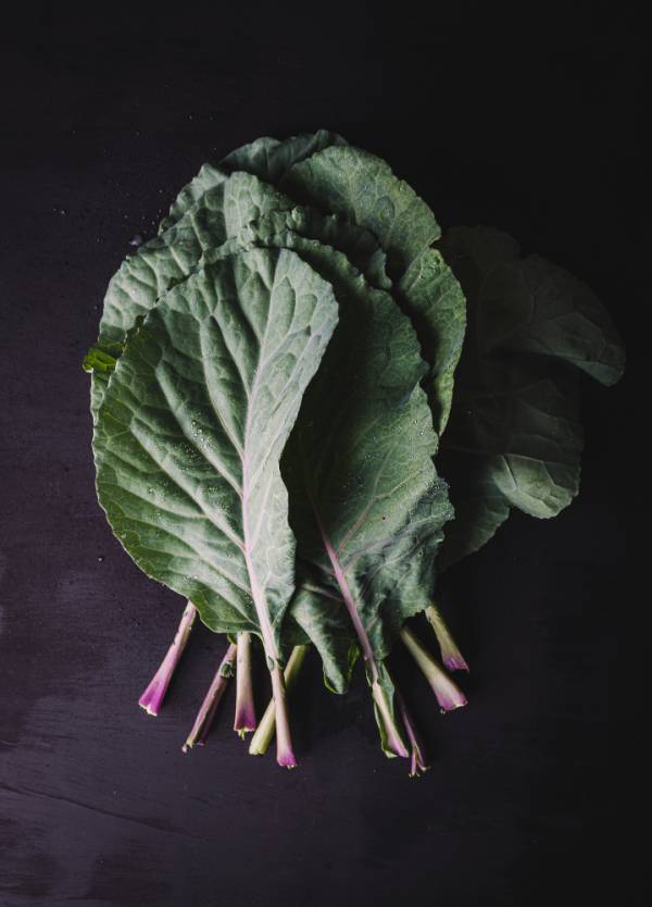 Spinach Amsterdam Giant Seeds