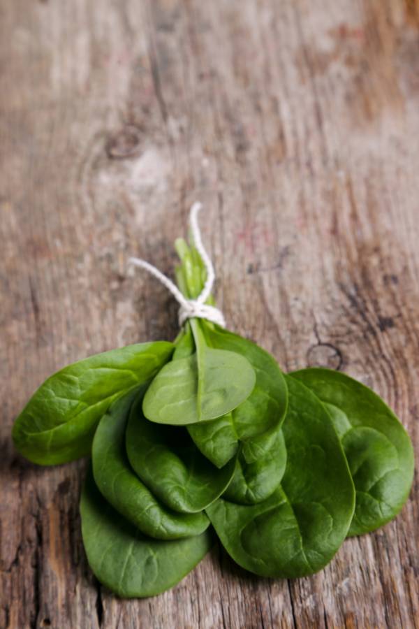 Spinach Perpetual Gator Seeds