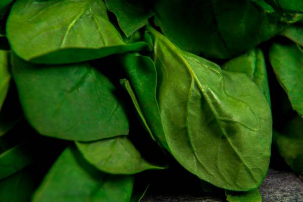 Spinach Viroflay Seeds