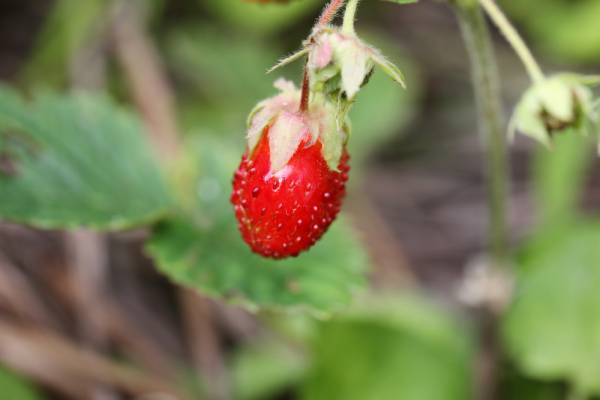 Strawberry Tree Seeds