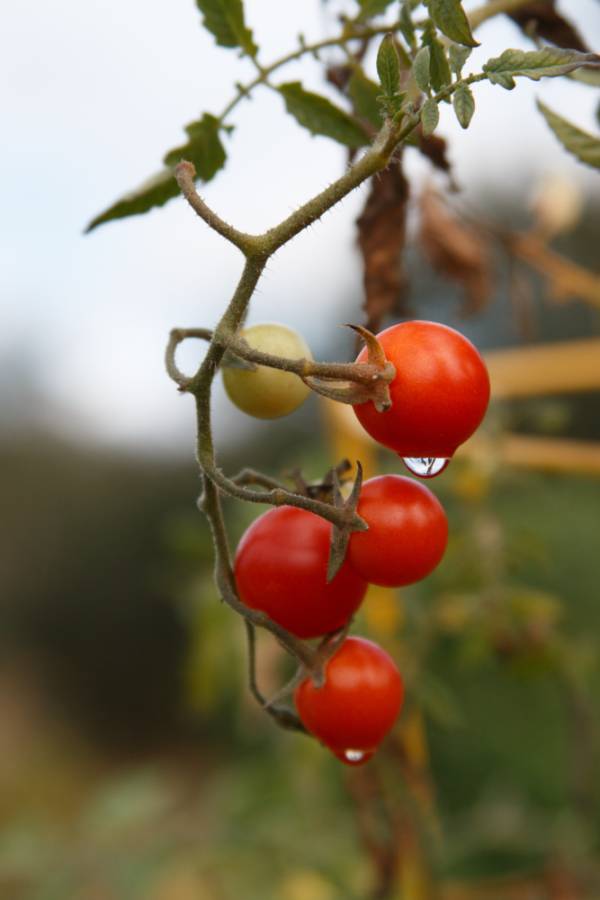 Tomato Evergreen Seeds