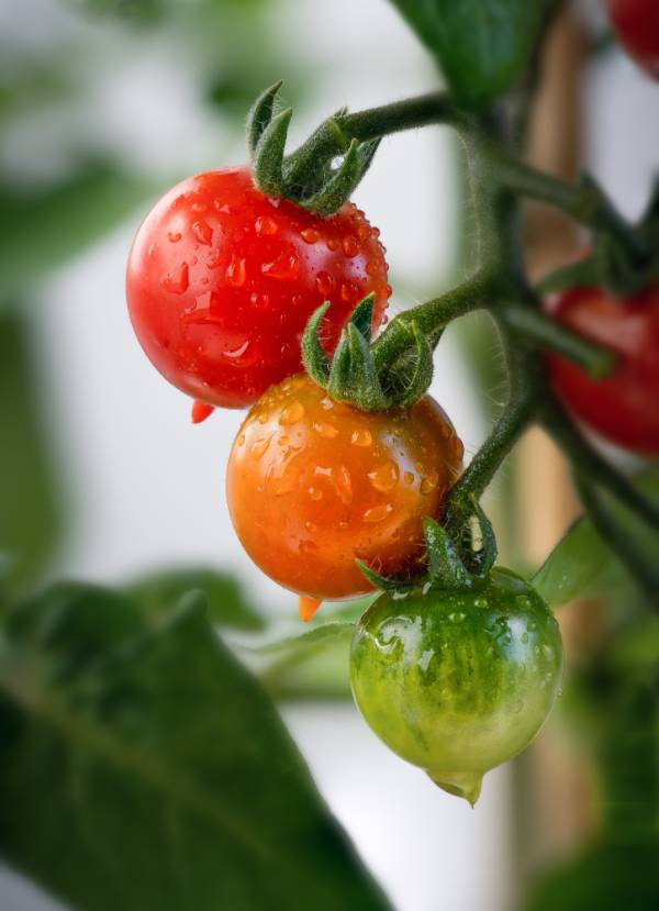 Tomato Garden Delight Seeds