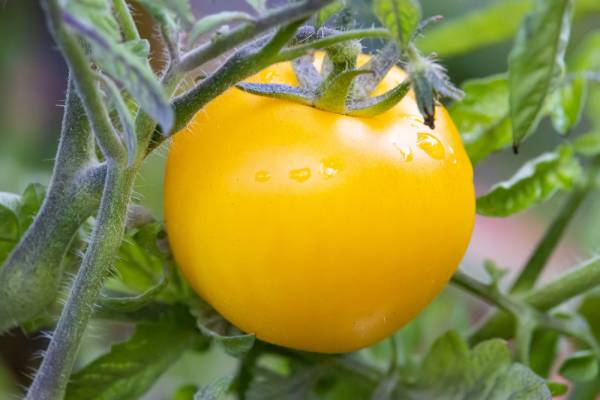 Tomato Jaune Flamme Seeds