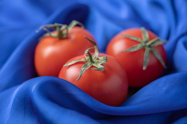 Tomato Stupice Seeds
