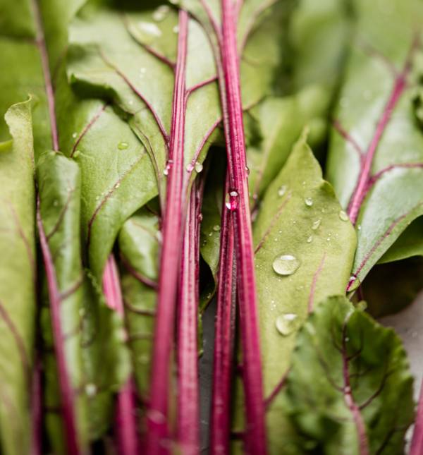 Tree Spinach Seeds