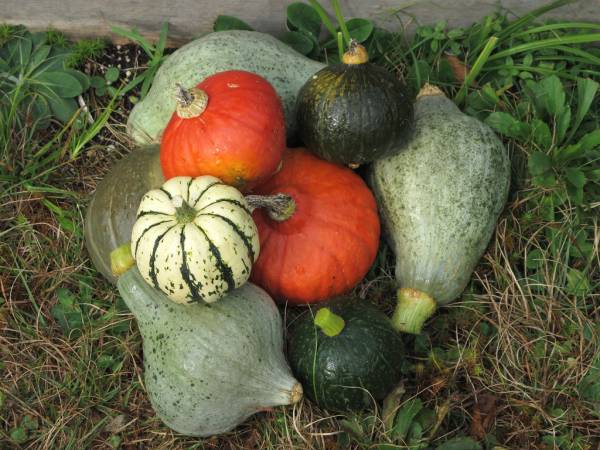 Winter Squash Delicata Seeds