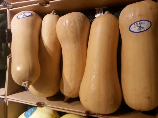 Winter Squash Gem Rolet Seeds