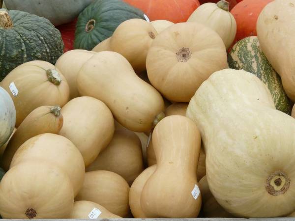 Winter Squash North Georgia Candy Roaster Seeds