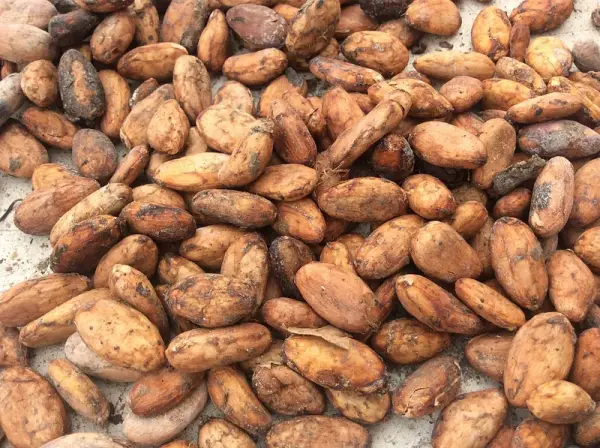 Yam Bean Seeds