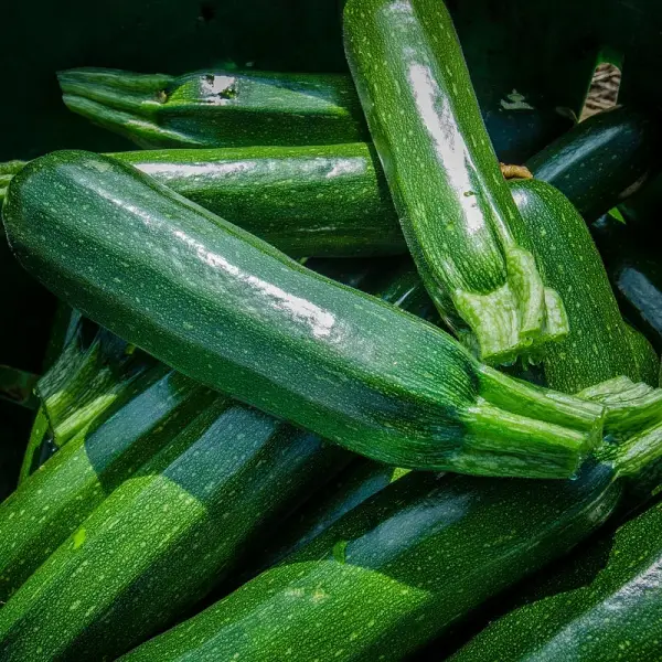 Zucchini Genovese Seeds