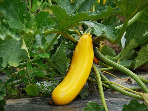 Zucchini Golden Arch Crookneck