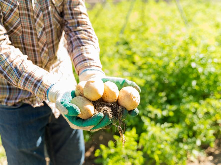 How To Grow Potatoes