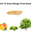 How To Grow Mango From Seed