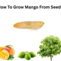 How To Grow Mango From Seed