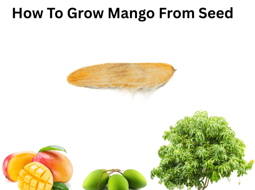 How To Grow Mango From Seed