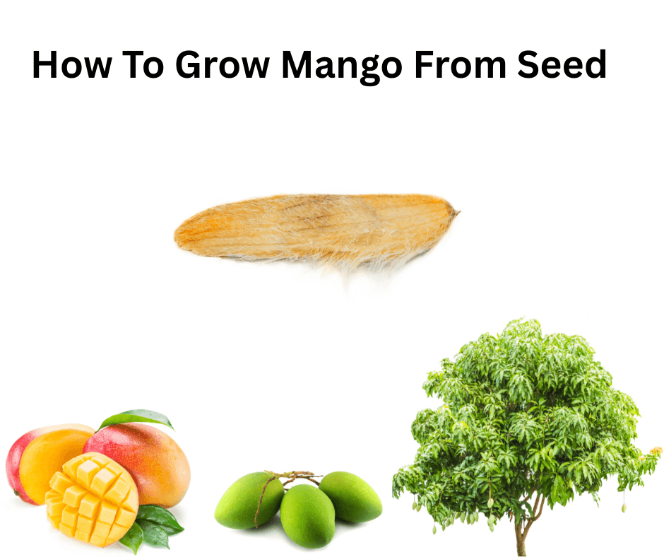 How To Grow Mango From Seed &ndash; The Secret Hack