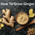 How To Grow Ginger