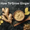 How To Grow Ginger