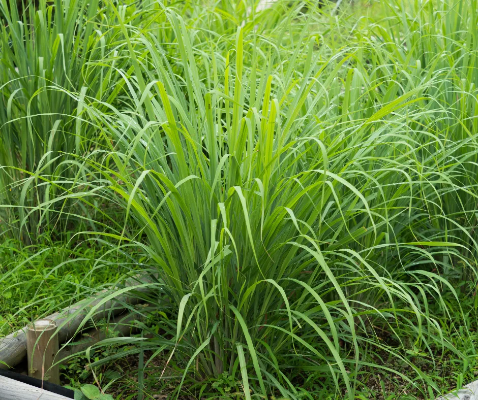 Lemongrass- East Indian Seeds