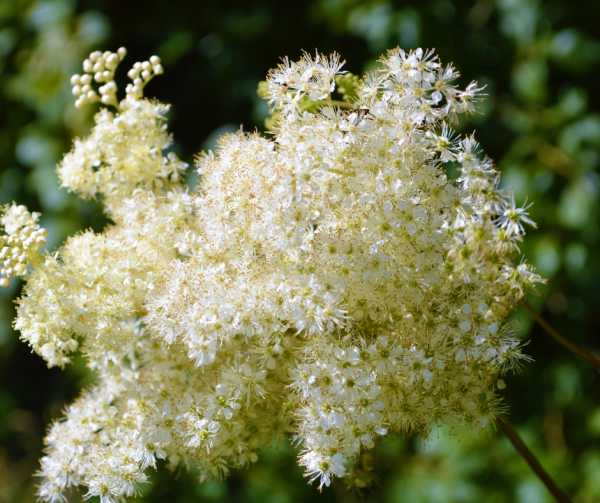 Meadowsweet Seeds