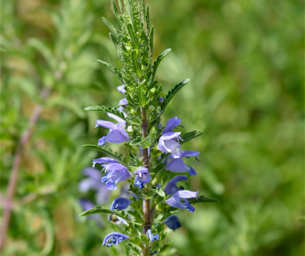 Moldavian Dragonhead Seeds