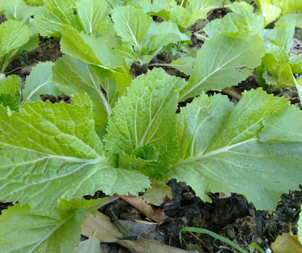 Mustard Greens - Horned Seeds