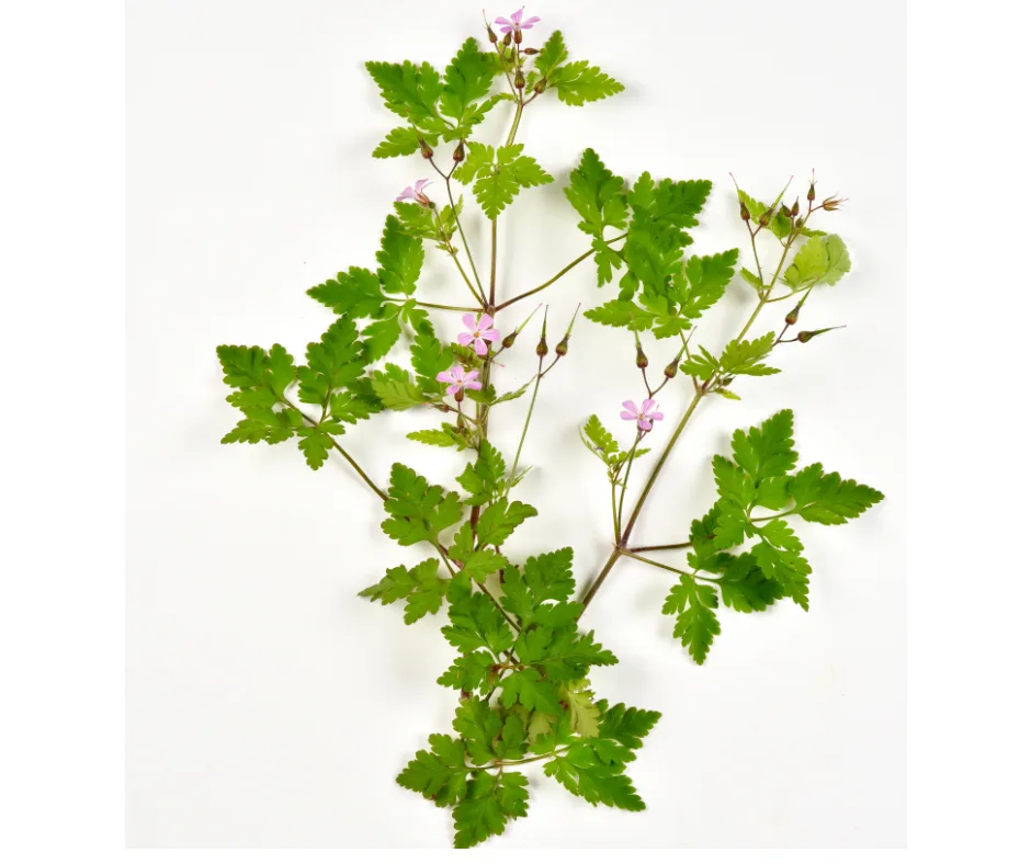 Herb Robert Seeds