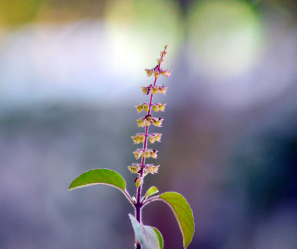 Holy Basil- Red Seeds