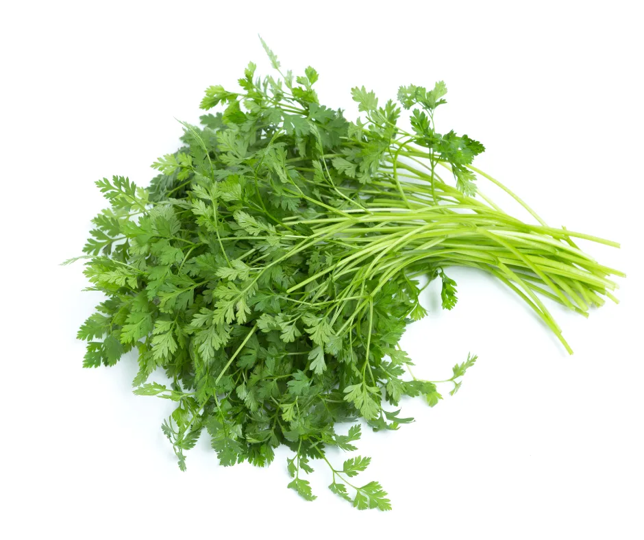 Italian Parsley Seeds