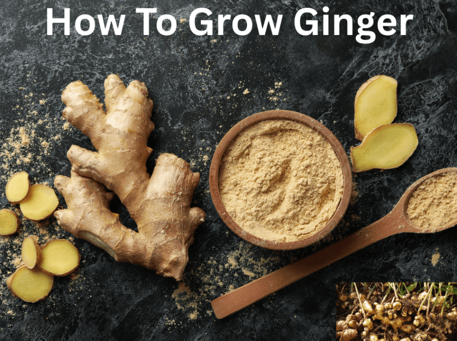 How To Grow Ginger