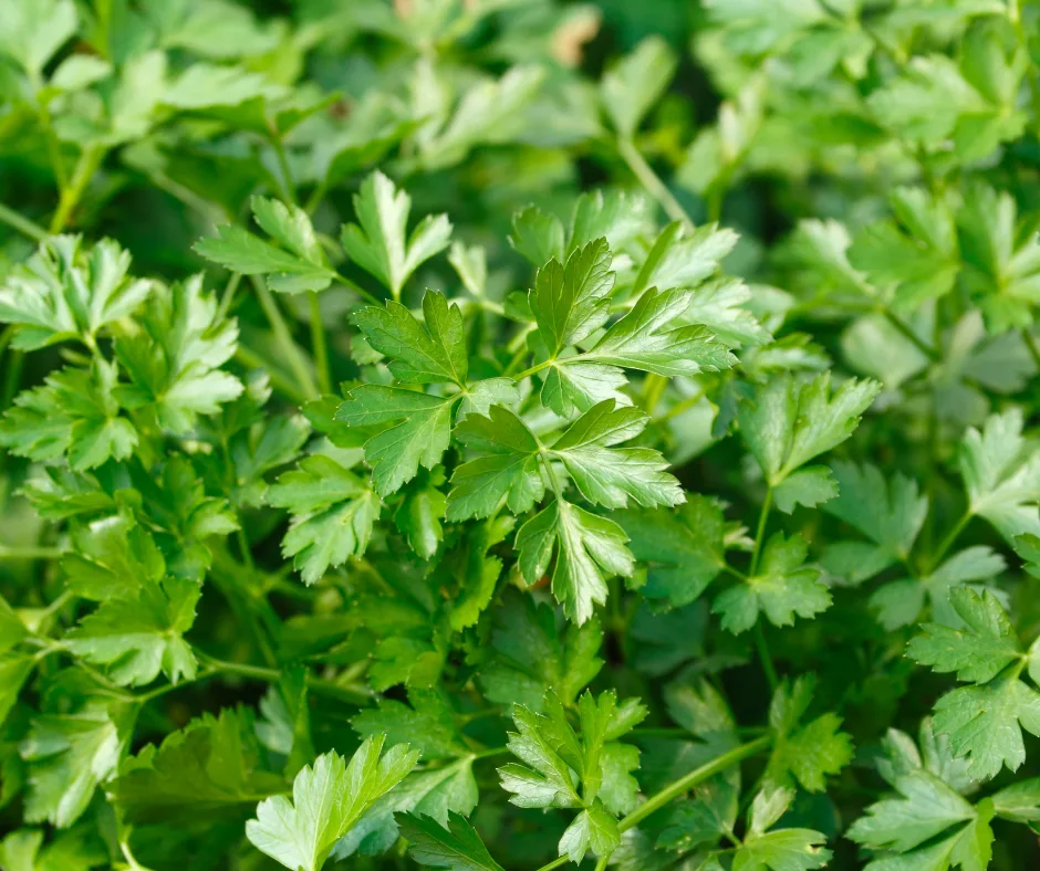 Italian Parsley
