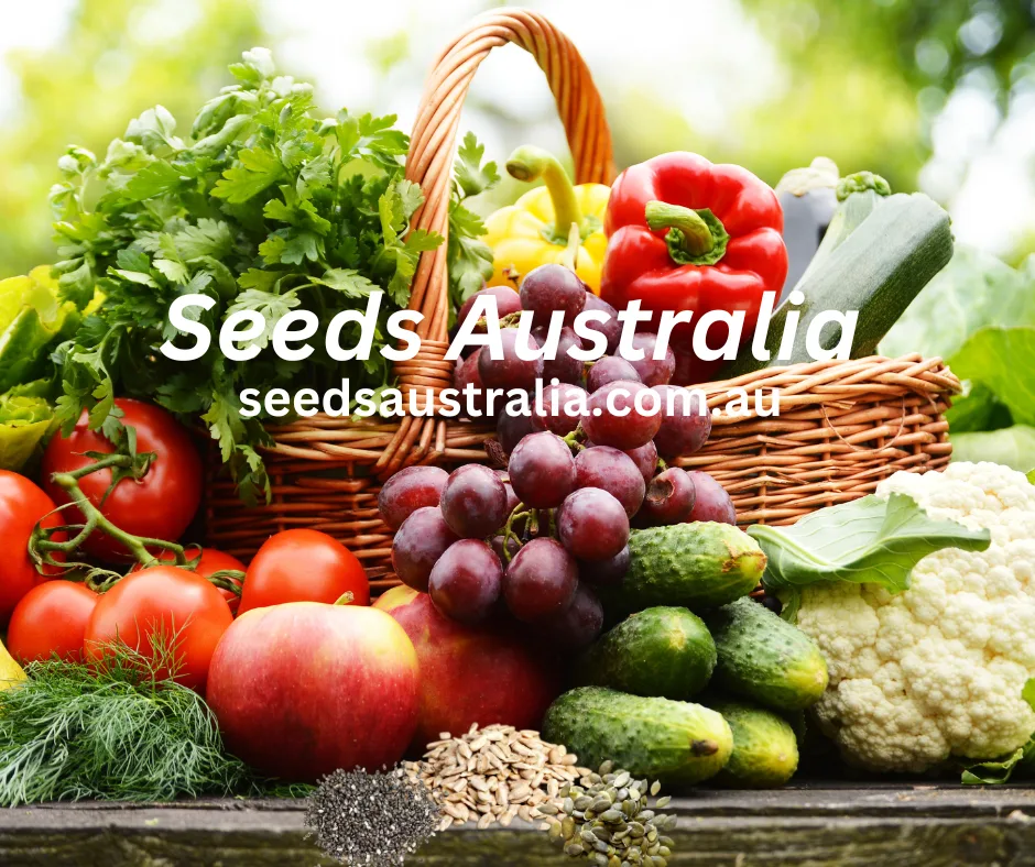 Hyssop – White Seeds